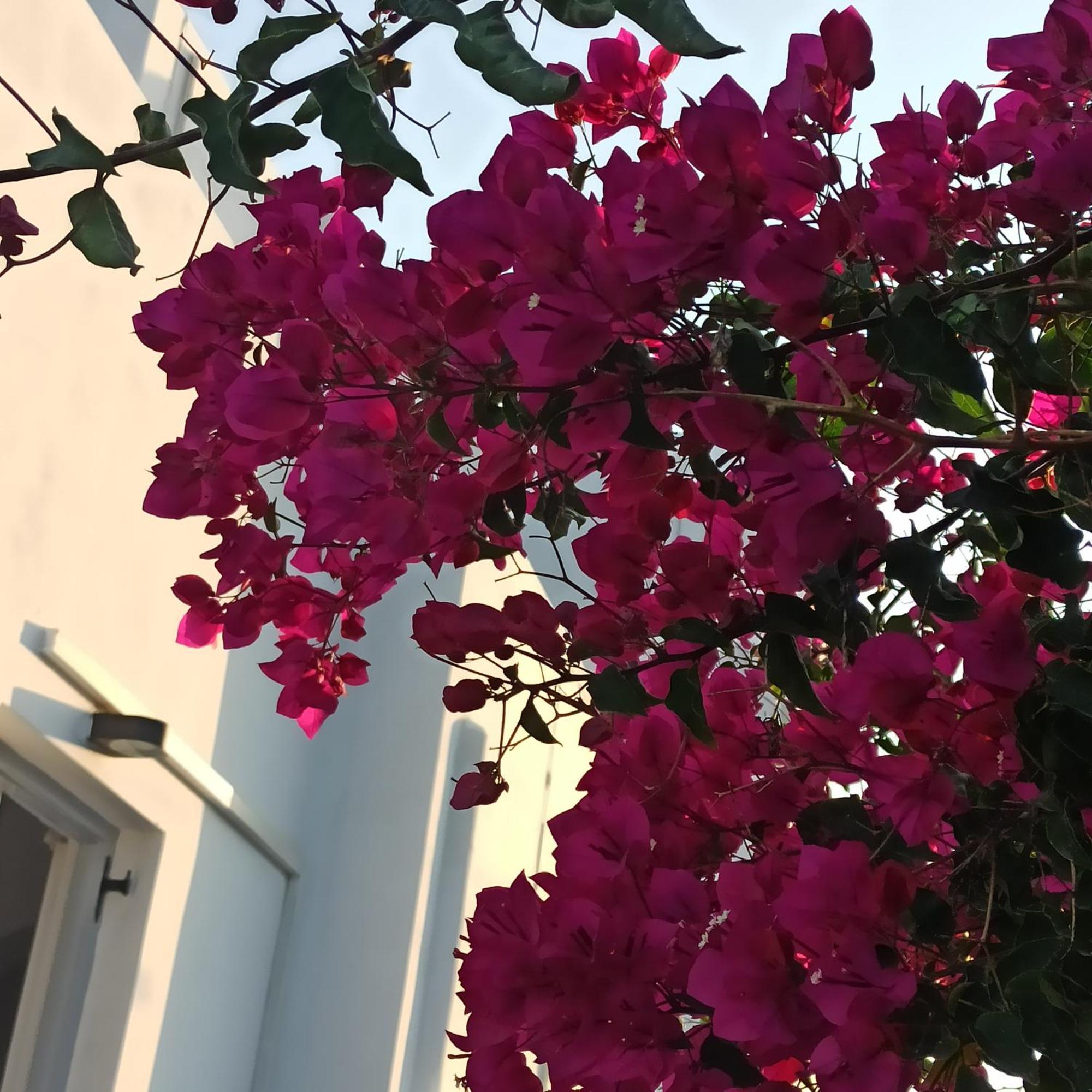 Isalos Paros 나오우사 외부 사진